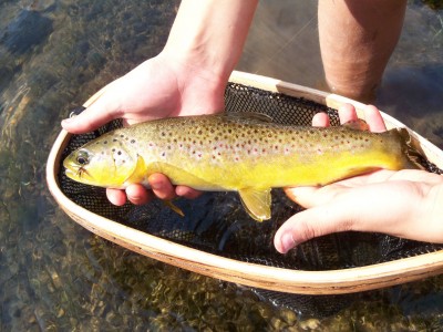 Noah's Brown Trout