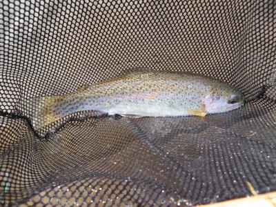 Whitewater rainbow trout