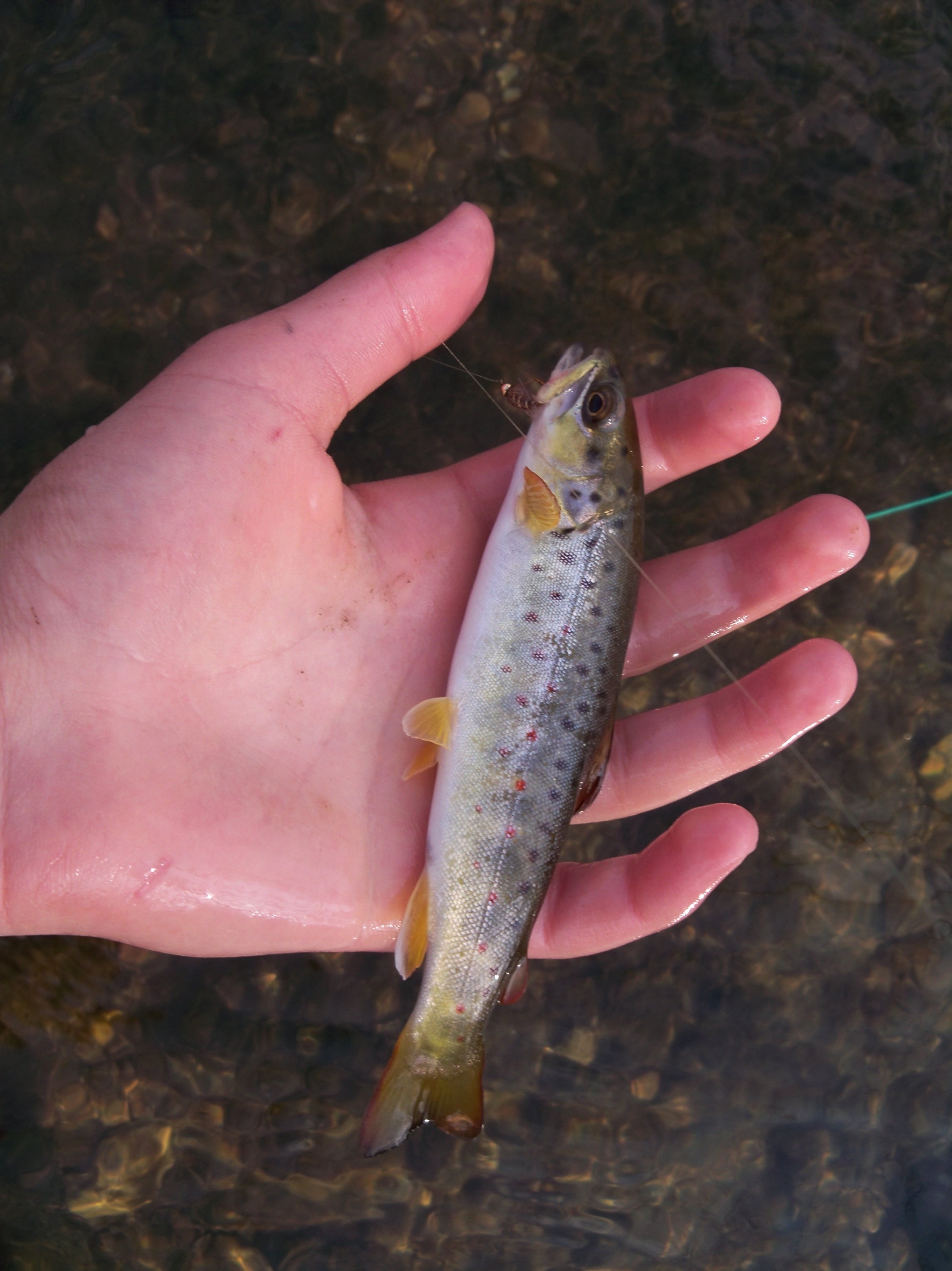 baby trout