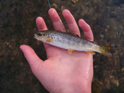 baby brown trout