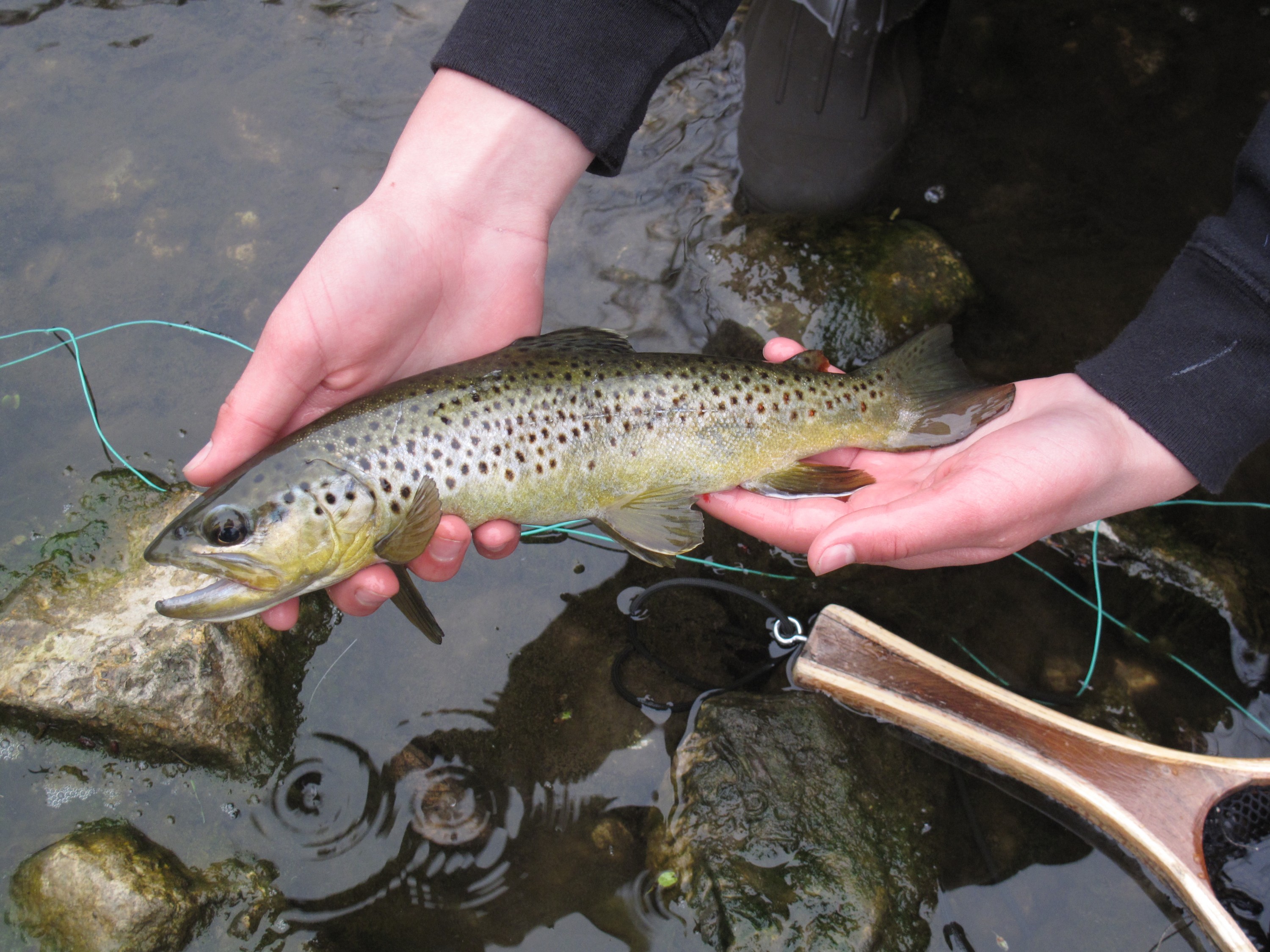 MB Ausable Brown