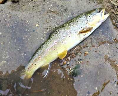 Driftless area wild brown trout