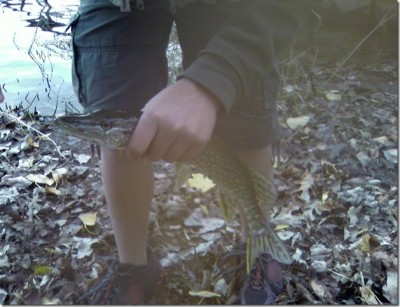 bspike1