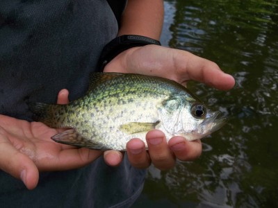 Crappie from the north fork of the crow river.