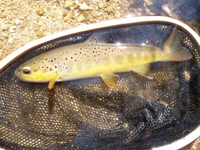 Skinny waters can hold great surprises. This sweet wild brown was sitting in about 18" of water...
