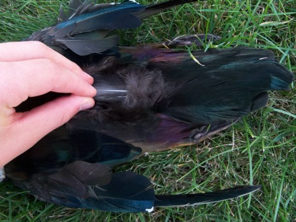 how to find cdc feathers for fly tying on a duck – 3 Brothers Flies