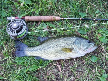 fly-caught largemouth