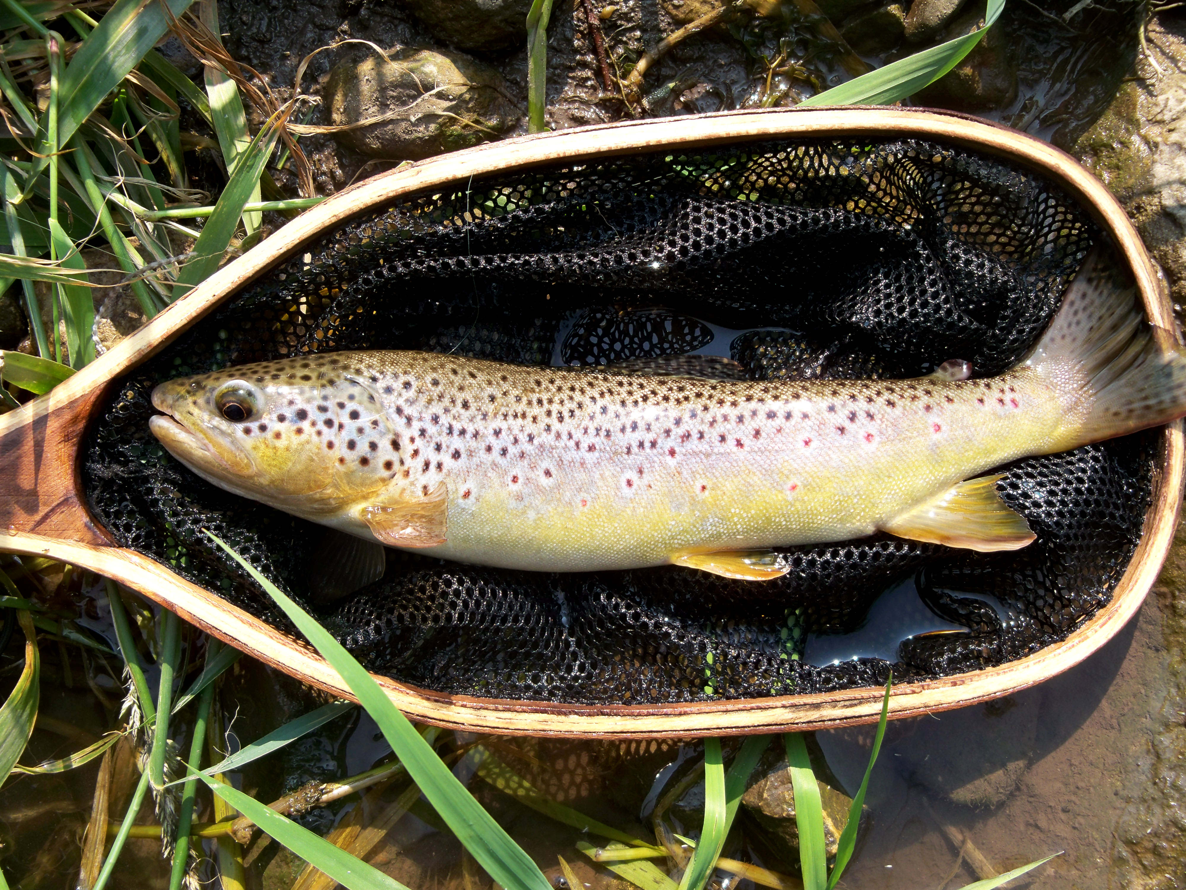 Secret Waters: Fly Fishing the Driftless Backcountry – 3 Brothers Flies