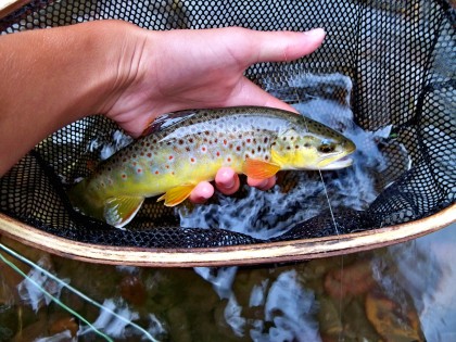 South Branch wild brown with some great colors