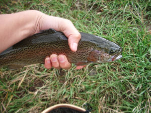 braden's colorado rainbow trout