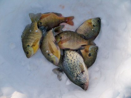 Pile panfish that fell for a Slab Spike