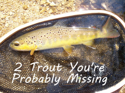 2 Trout You're Probably Missing - a few tips on targeting trout in skinny water and streamer fishing in high, muddy conditions