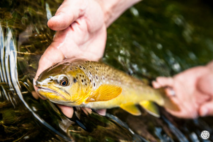 Fly Fishing Midwestern Spring Creeks-Angler's Guide to Trouting